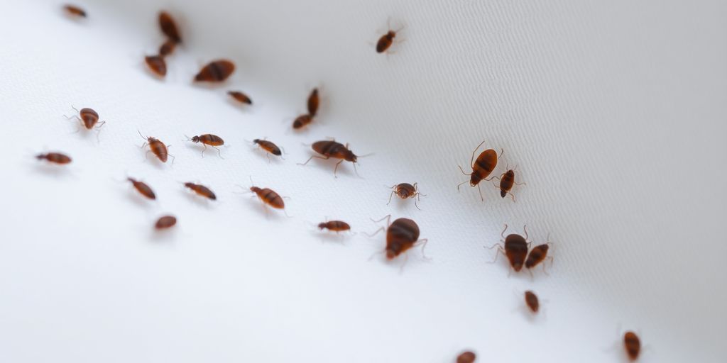 Small, brown bed bugs on light-colored bedding.