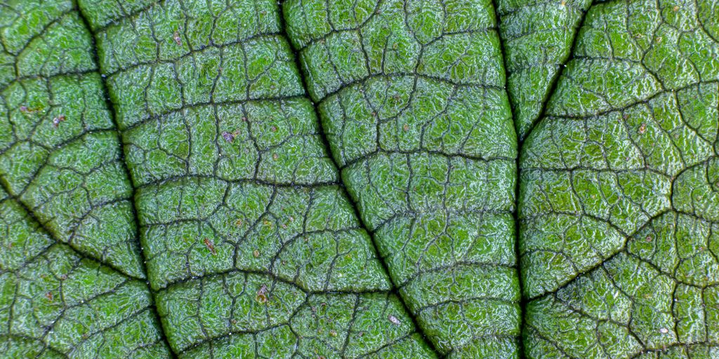 a close up view of a green leaf
