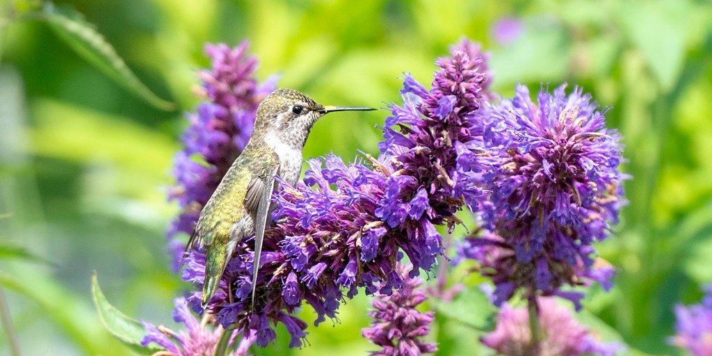 garden with birds, bees, and butterflies in different seasons