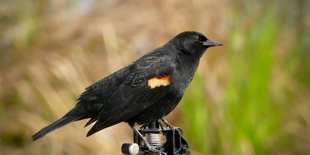 bird watching in Chesapeake park
