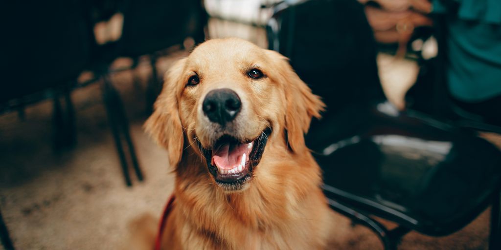 golden retriever