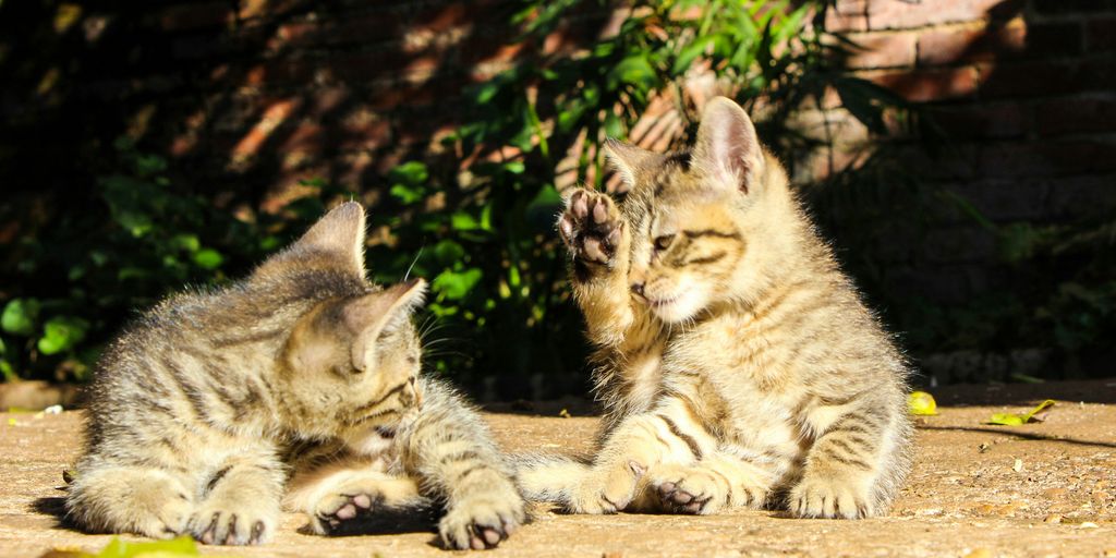 brown tabby cat and silver tabby cat lying on ground