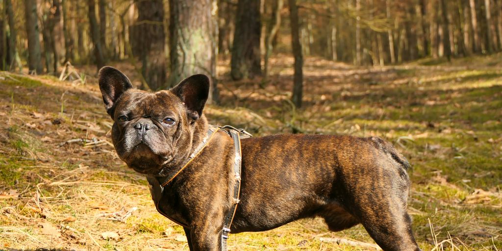 a brown dog standing on top of a grass covered field