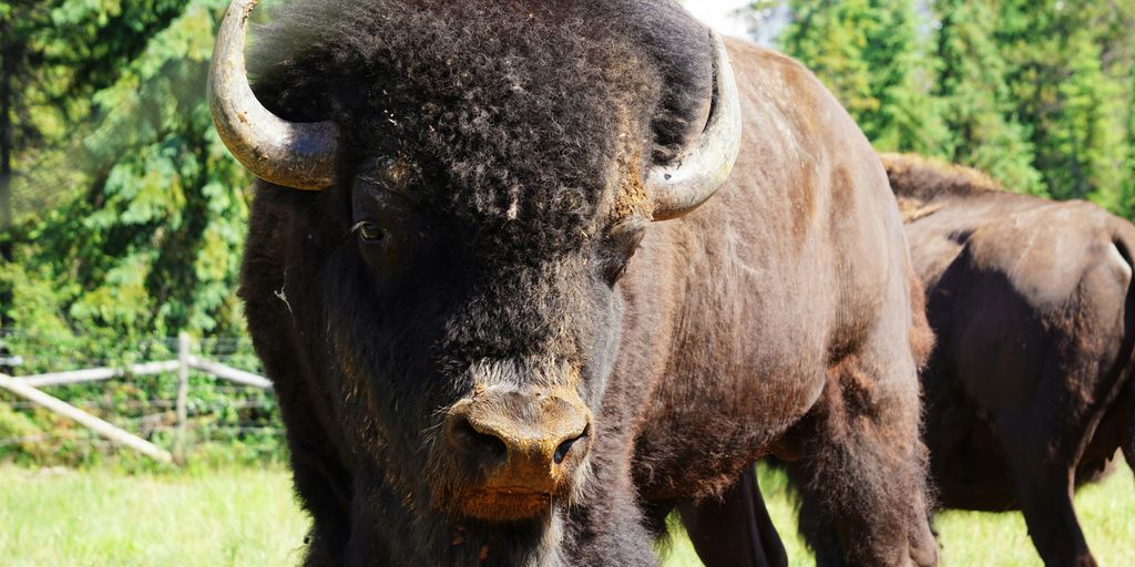 brown bull on green grass field during daytime