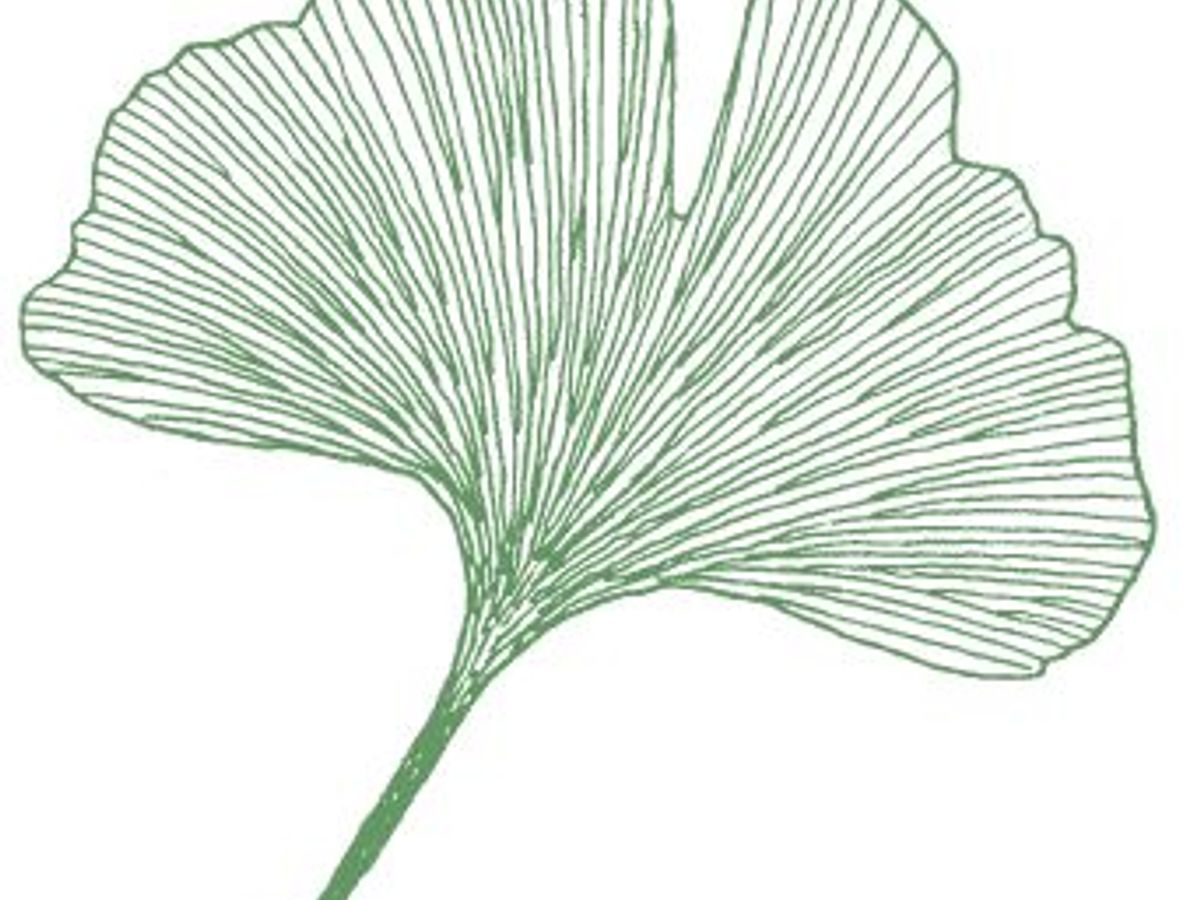 Ginkgo biloba scientific study illustration