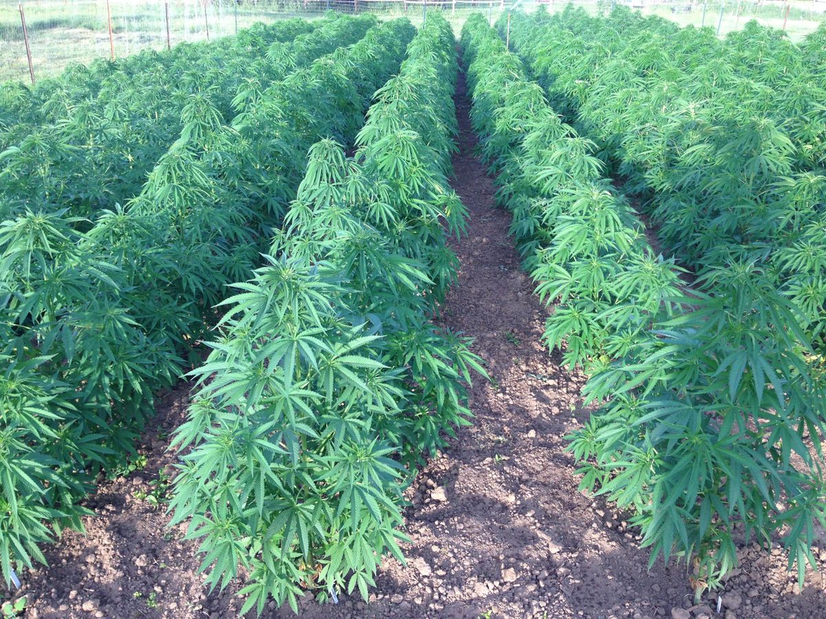 Die Rolle von CBD-Samen in der Cannabis-Kultur von Abenberg