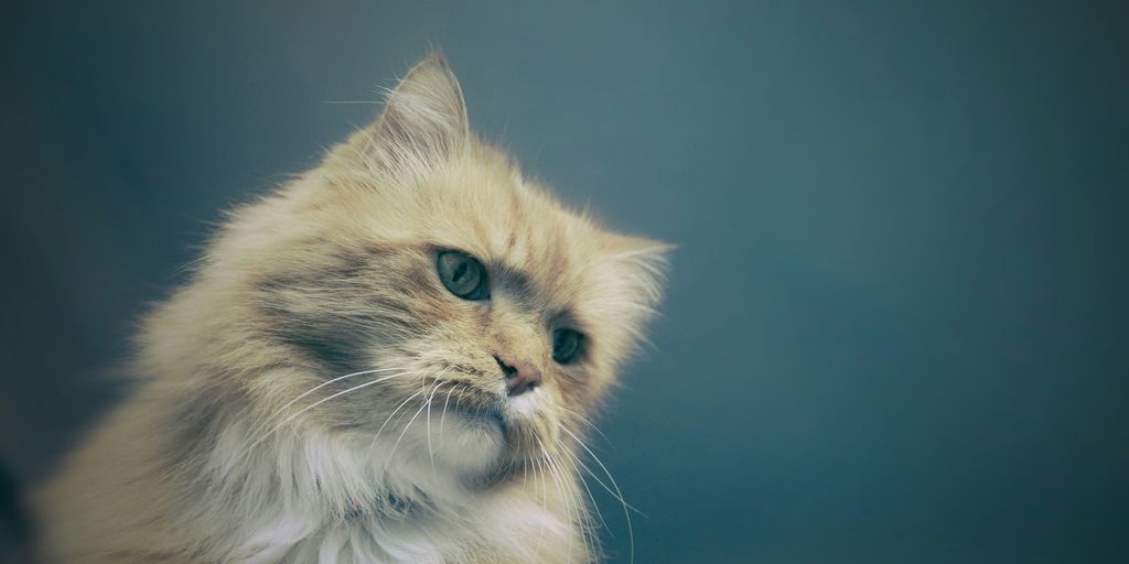 long-fur gray cat