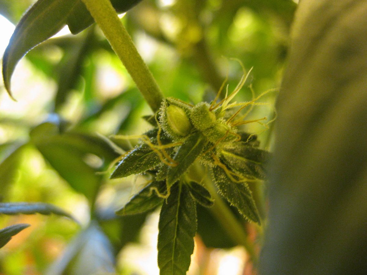 Anbau von Cannabispflanzen in Achslach
