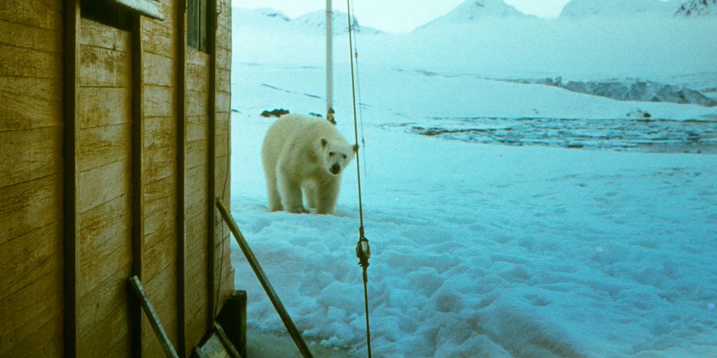 A polar bear standing on top of a snow covered field