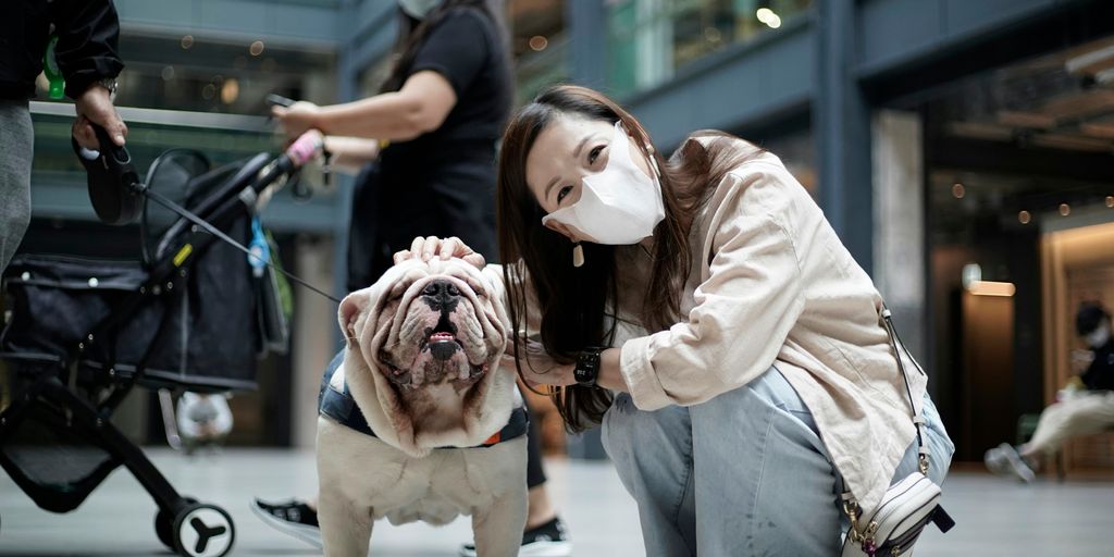 girl in white long sleeve shirt holding white and brown short coated dog