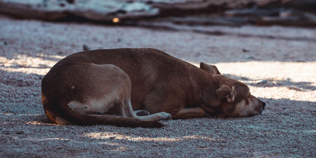 a lion lying on the ground