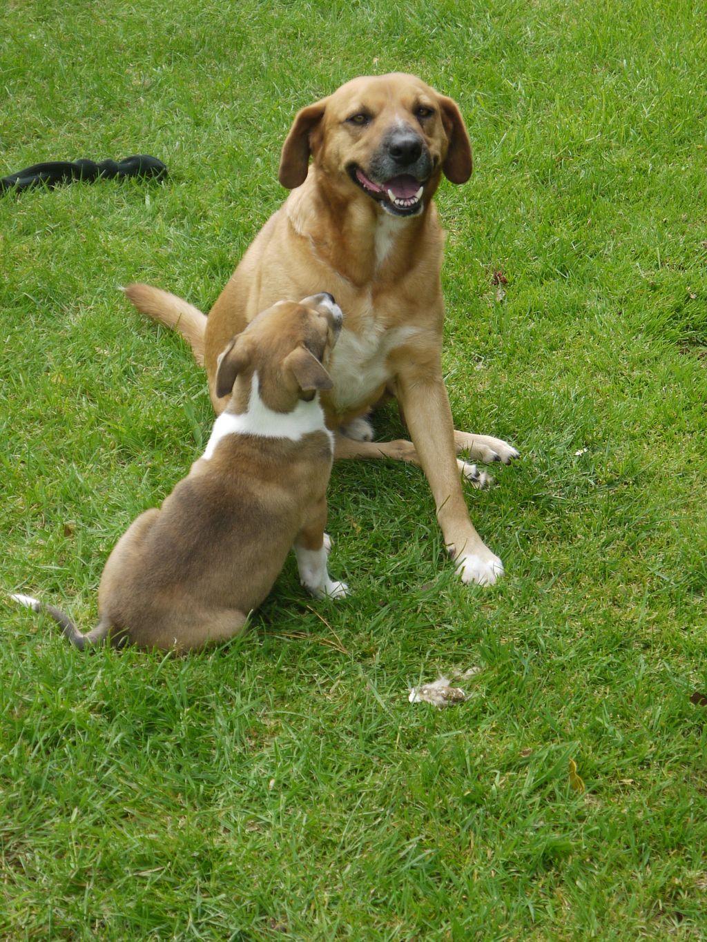 Challenges and Triumphs in Dog Rescue Efforts