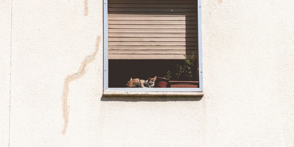 two green leafed plants in white wooden framed window
