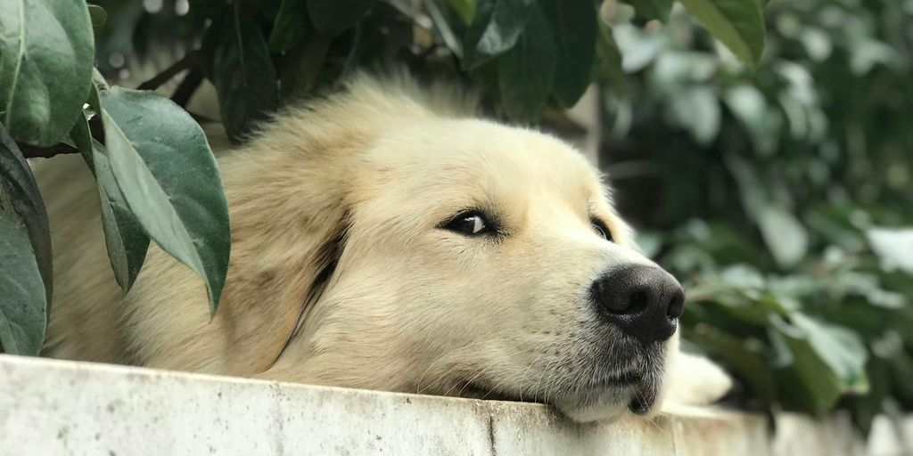 white long coated dog lying on white concrete wall during daytime
