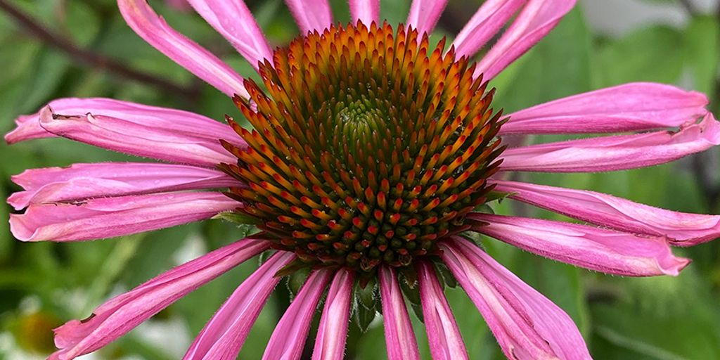 Echinacea purpurea plant