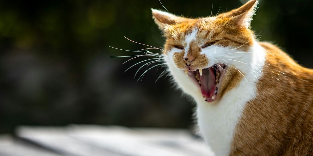 orange and white tabby cat on snow covered ground during daytime