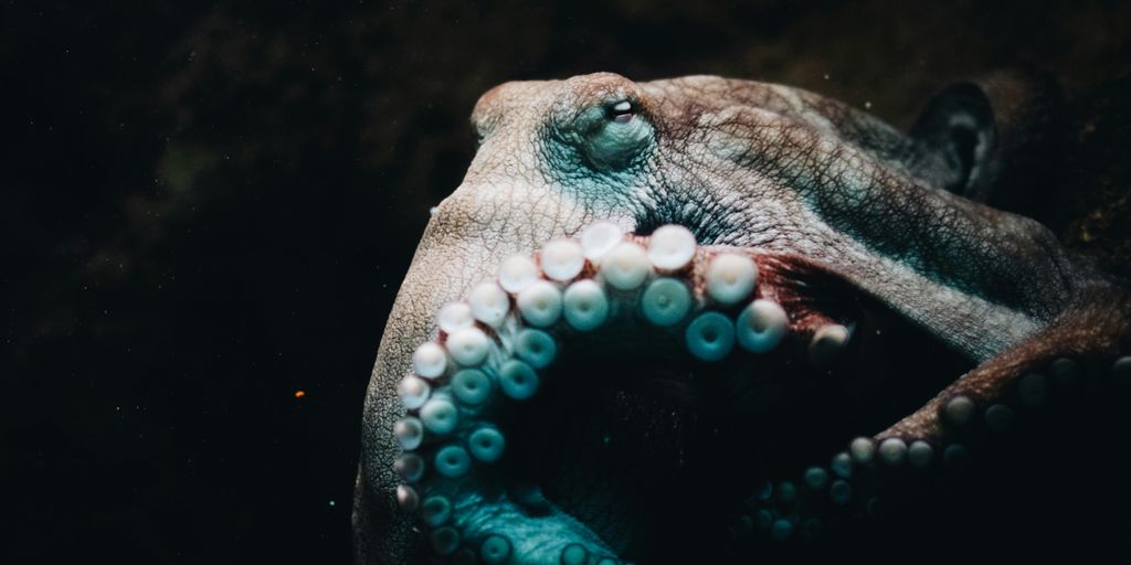 close-up photo of brown octopus