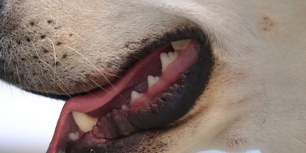 a close up of a dog with its mouth open