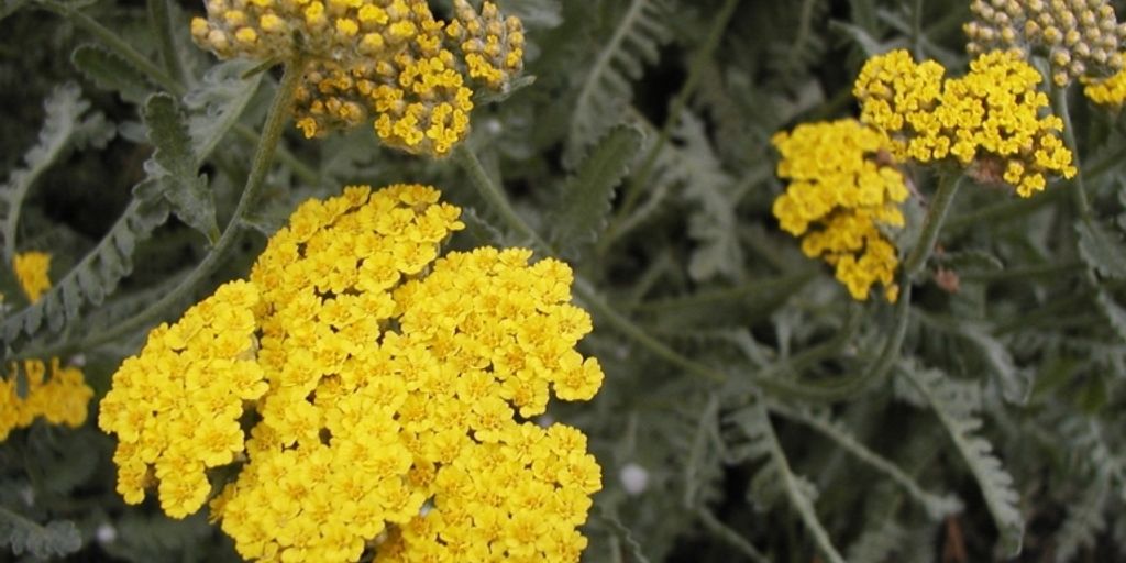 yarrow flowers in a low-maintenance garden