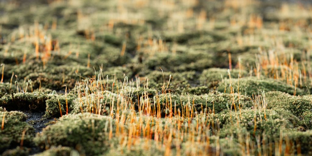 a close up of a patch of green moss