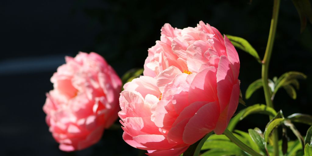 a close up of two pink flowers near one another