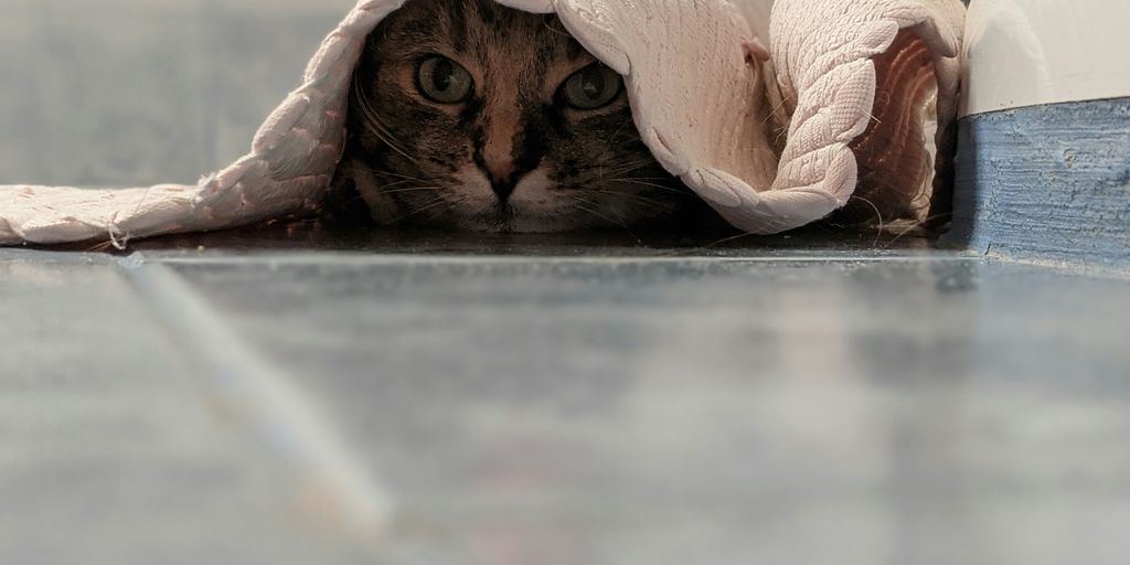 brown tabby cat covered with white blanket