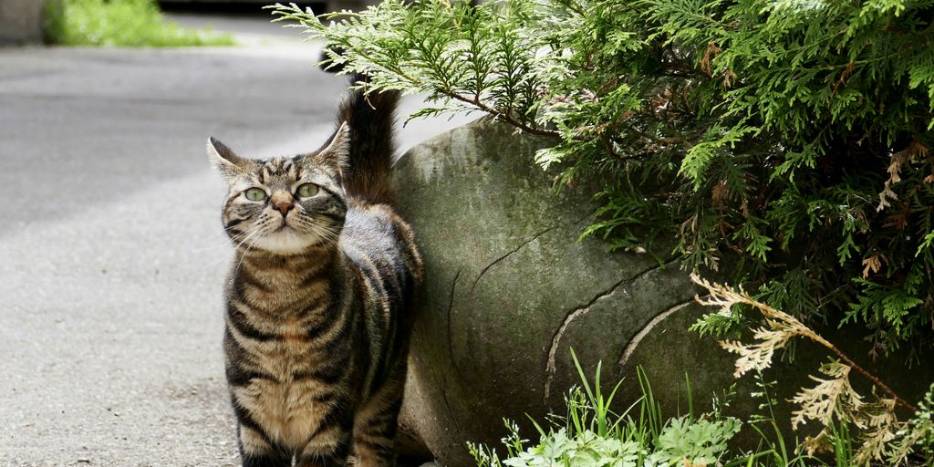 Landscaping Ideas for Small Backyards with Cats - Cats Luv Us Boarding ...