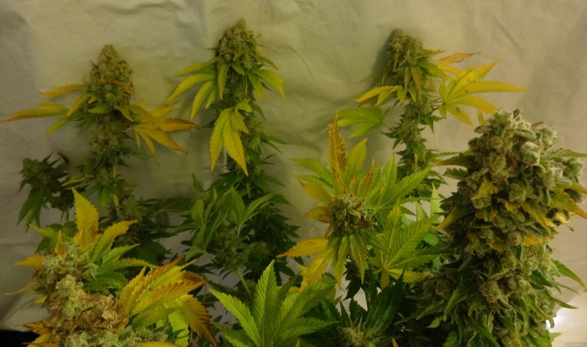 Zukunftsaussichten für Cannabis in Aach