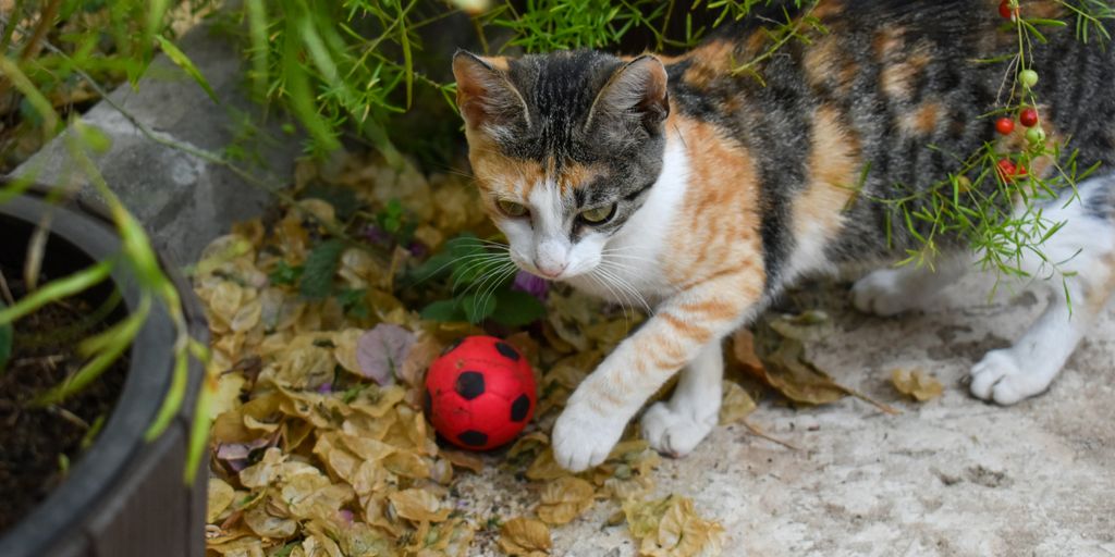 a cat playing with a toy