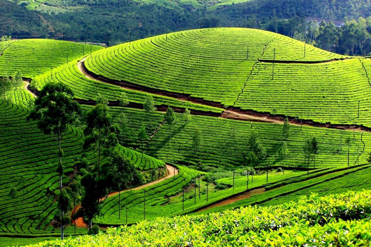 5. Munnar