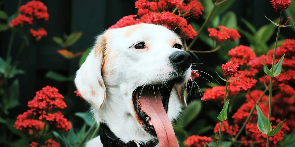 a dog with its tongue hanging out in front of red flowers