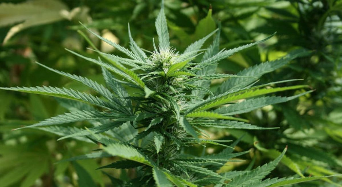 Zukunftsaussichten: Cannabislegalisierung in Deutschland
