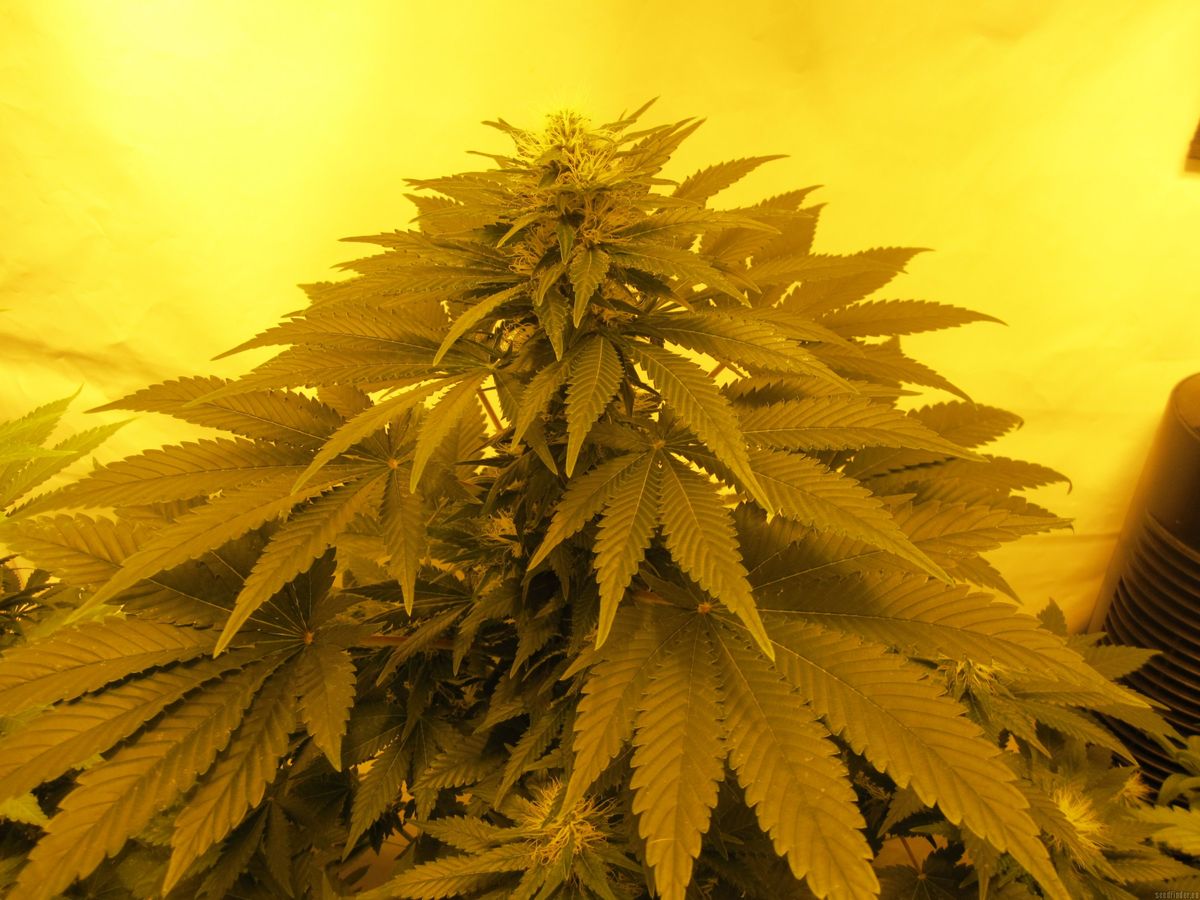 Verschiedene Arten von Cannabissamen