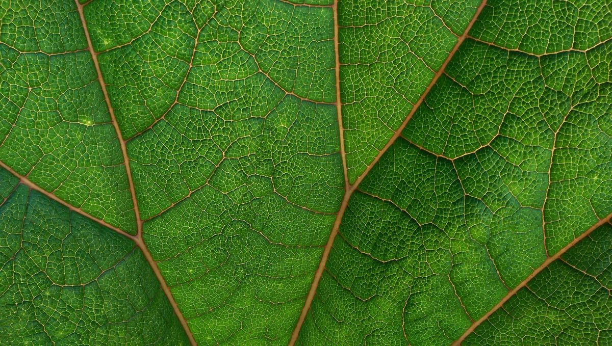 SESE: JADAM's Four Pillars of Organic Triumph