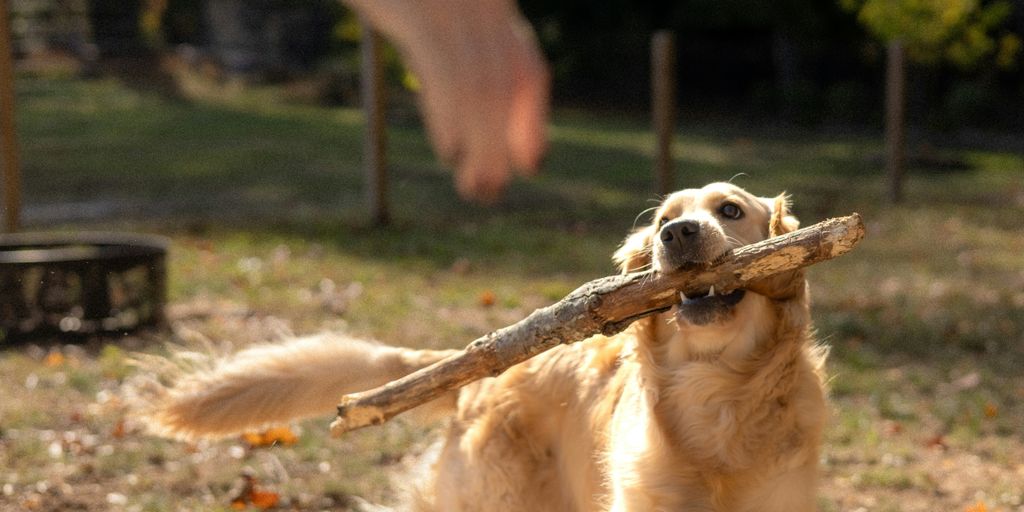 Dog holds a stick while a hand reaches out.