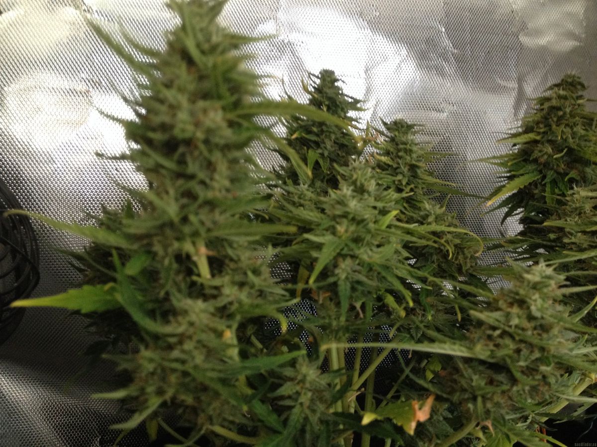 Häufig gestellte Fragen zum Kauf von Cannabissamen in Achterwehr