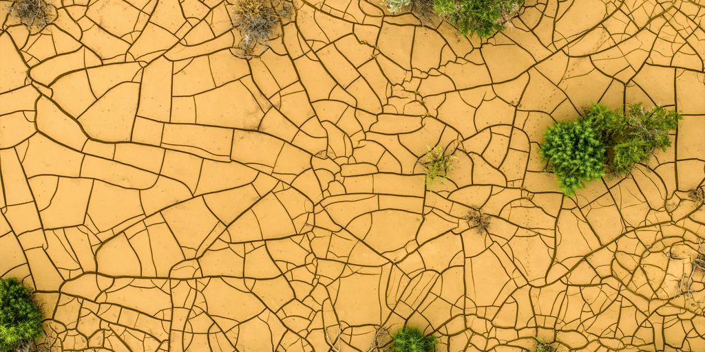 a picture of a cracked surface with plants growing on it