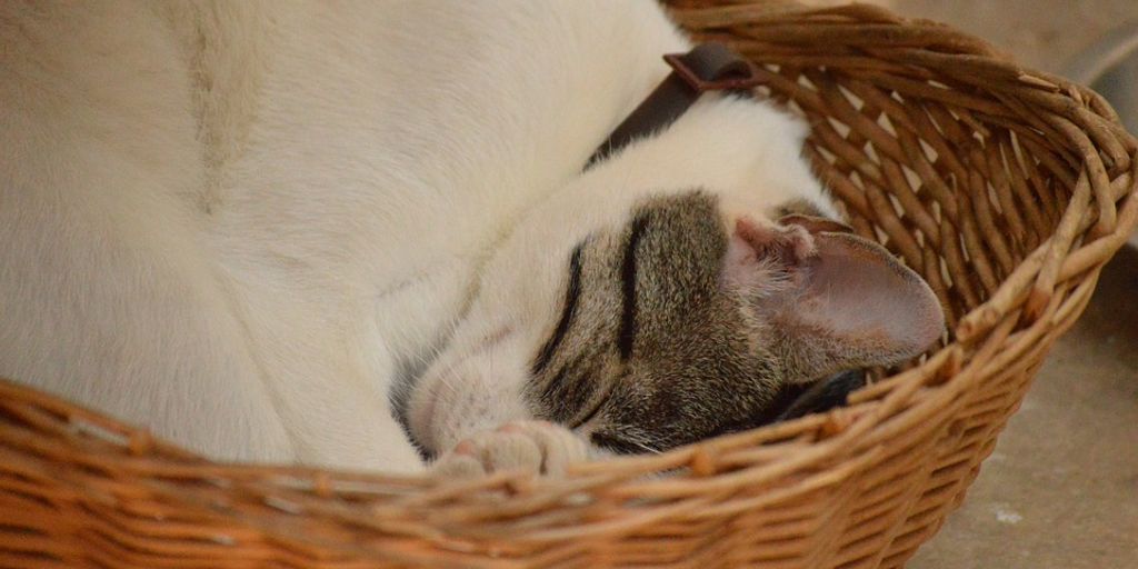 cat sleeping comfortably in cozy indoor setting