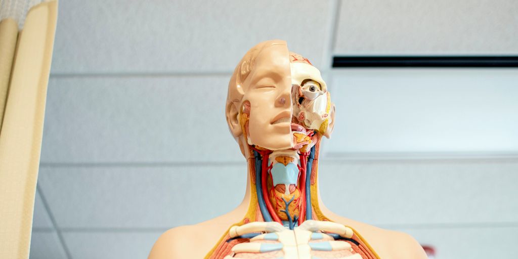 human anatomy figure below white wooden ceiling