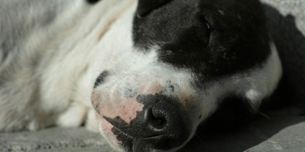 black and white short coated dog