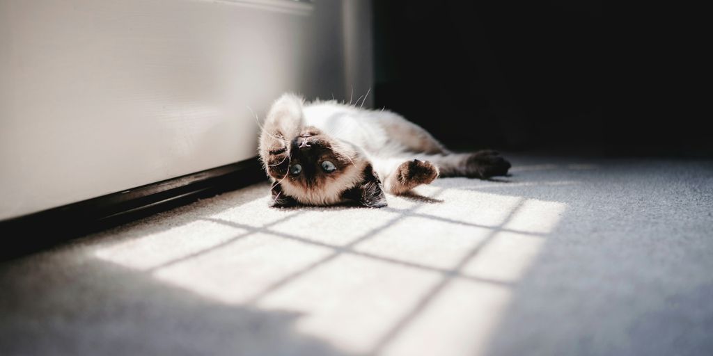 Siamese lying on gray area rug