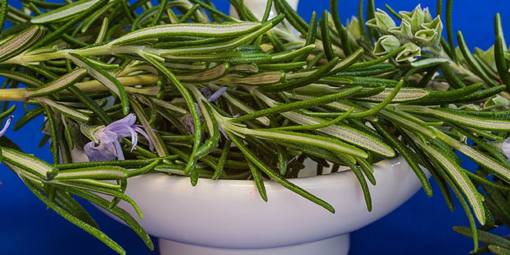 home herb garden with fresh herbs being harvested