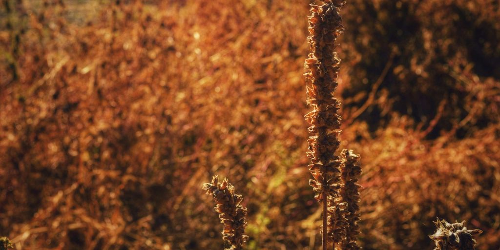 selective focus photography of brown plant
