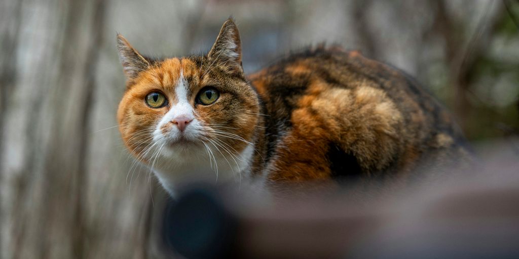 a close up of a cat near a tree