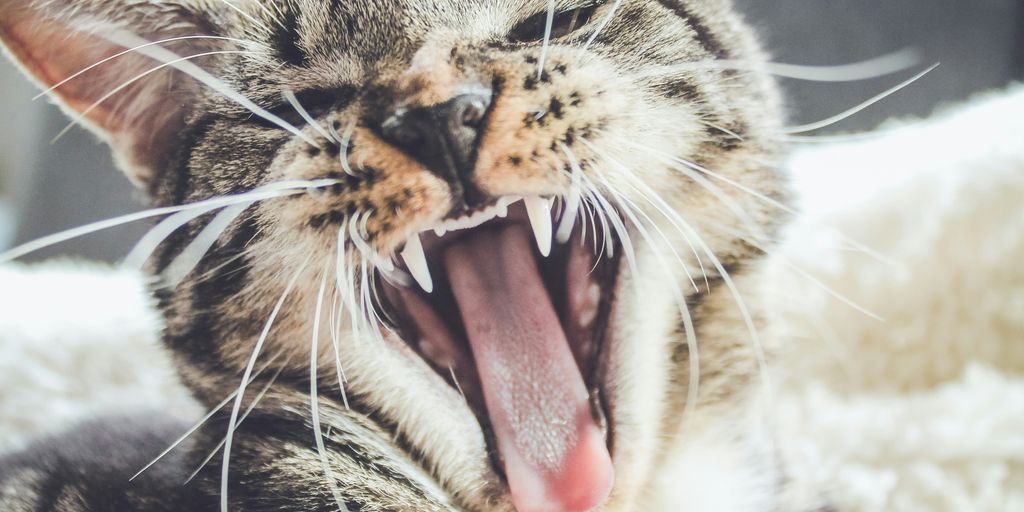 yawning brown tabby kitten