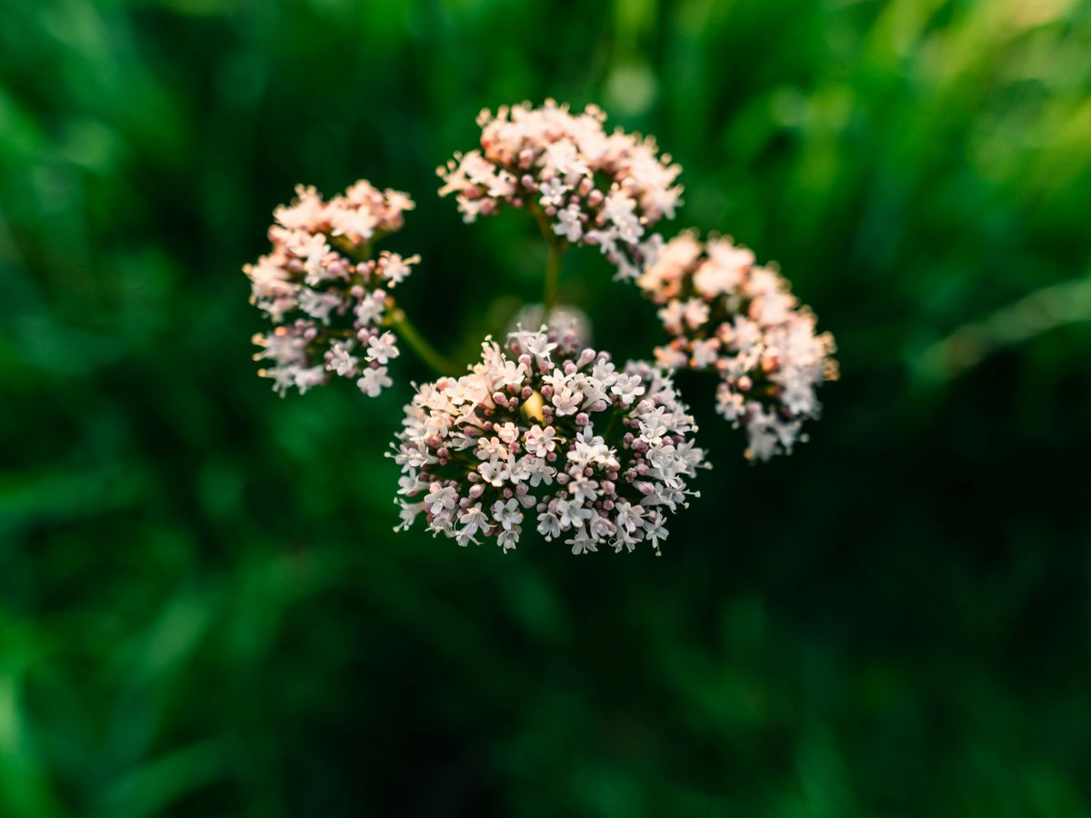a bunch of flowers that are in the grass
