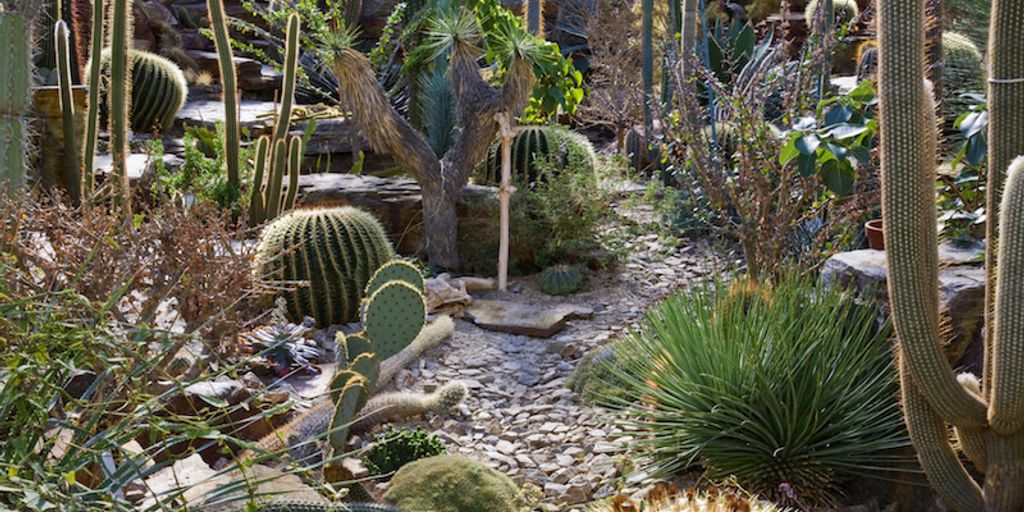 Russian Sage in a low-maintenance garden