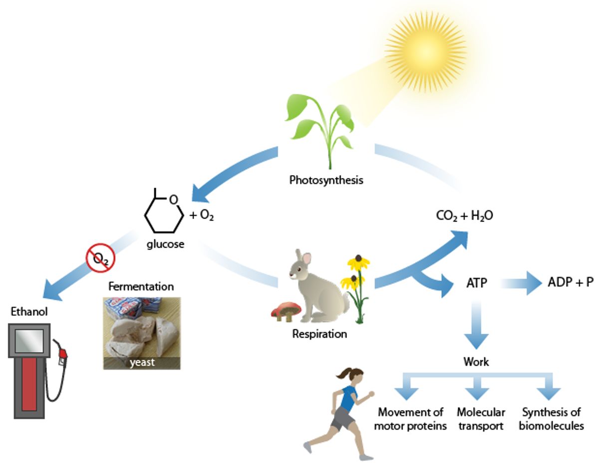 The Vital Role Of NAD In Cellular Metabolism And Aging