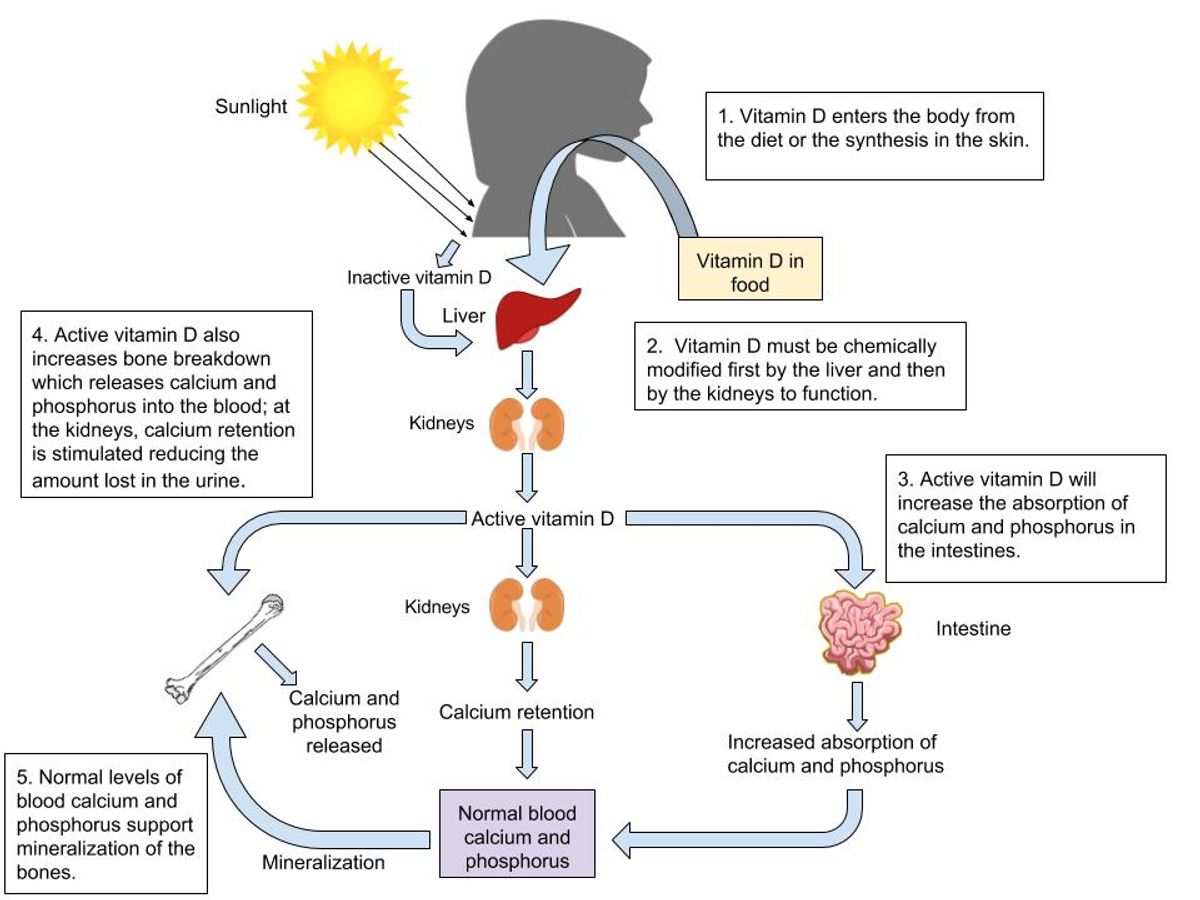 Common Questions and Misconceptions About Vitamin Timing