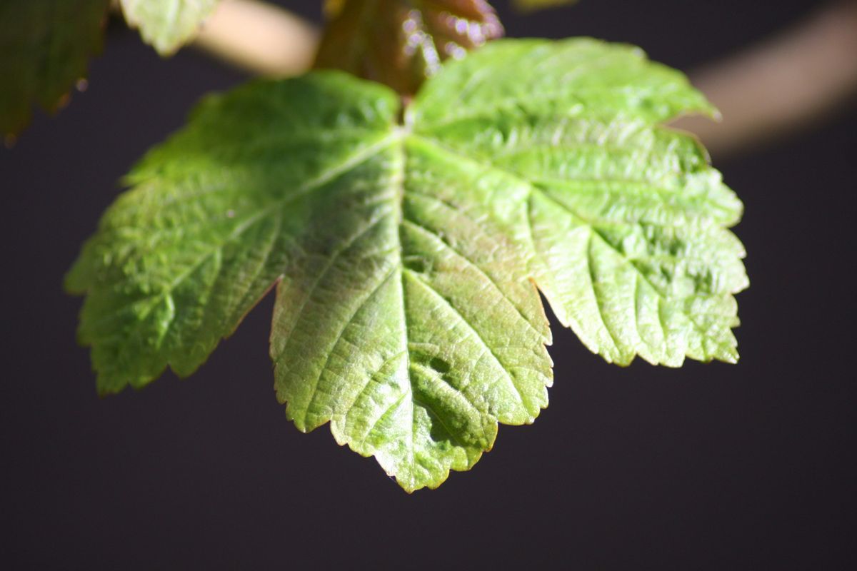 The Dynamic Duo: Powdery Mildew and Aphids